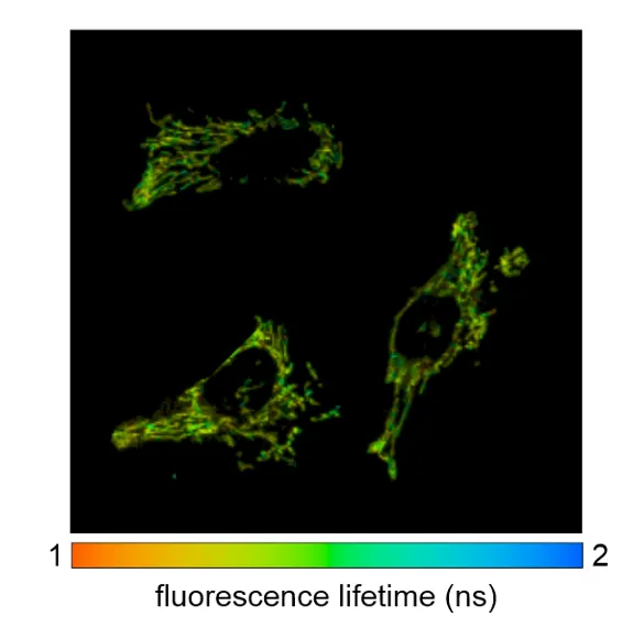 Live cell ATP imaging by FLIM.