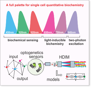 Optogenetics palette and fluorescent biosensor concept